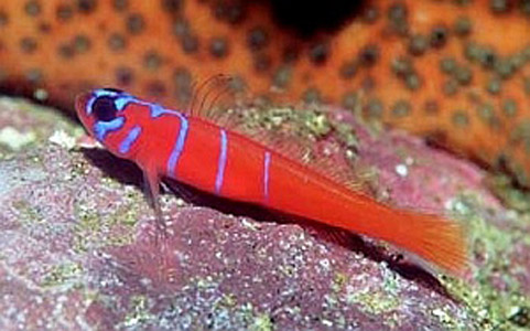 LYTHRYPNUS DALLI